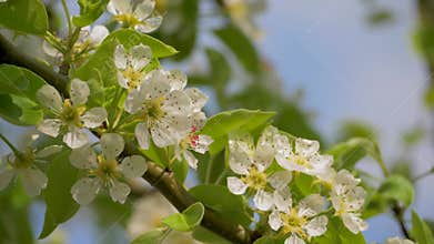 Springtime blossoming apple tree with white spring flowers