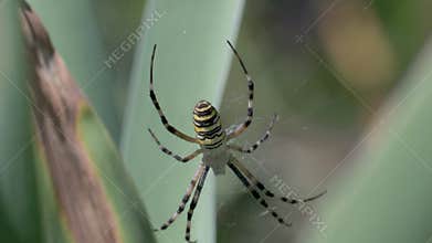 Black and yellow striped spider, legs stretched out symmetrically from body