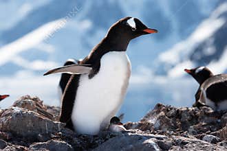 Penguin with chick in Antarctica