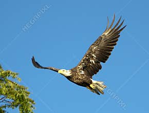 Bald Eagle In Flight With Tree