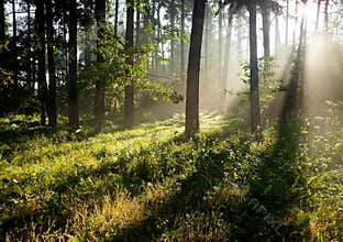 Sun rays in a forest