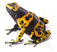 Yellow poison dart frog