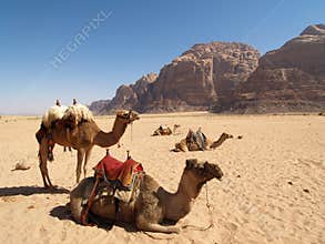 Camels on the Desert