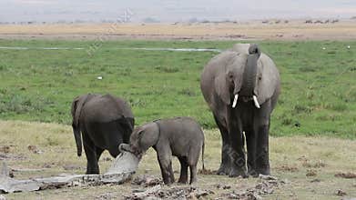 African elephant with young calves