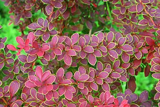 Bush decorative barberry