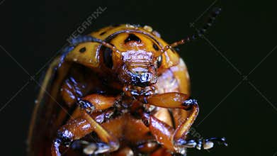 Colorado Potato Beetle Magnification