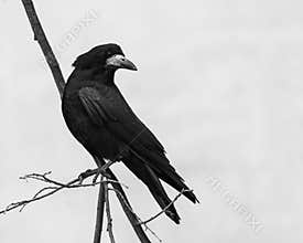 Rook Sitting on a Leafless Branch in Winter