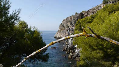 Chameleon grasshopper hunting