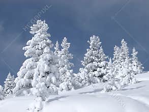 Snow Covered Trees