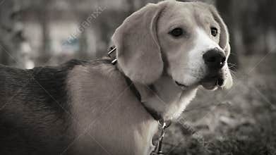 Hound beagle dog tracks down fowl