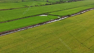 Green rice fields aerial agriculture view Thailand countryside farm