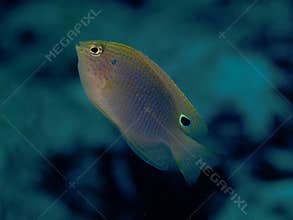 Speckled damselfish