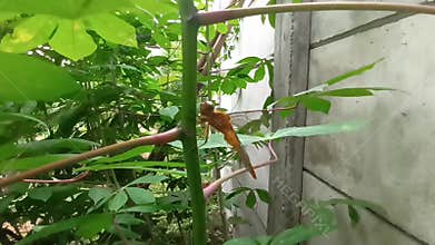 Golden dragon fly on a cassava stem