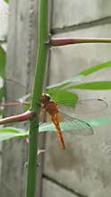 Golden dragon fly on a cassava stem