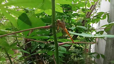 Golden dragon fly on a cassava stem