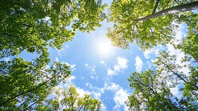 Generative AI Bright and uplifting view of lush green tree tops against a clear blue sky with sunlight shining thr