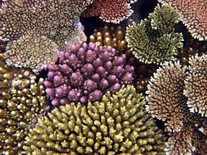 Branch Coral. Great Barrier Reef