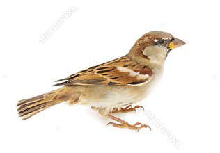 Sparrow