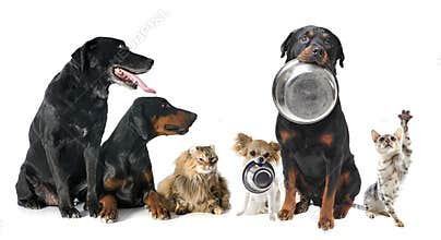 Hungry pets