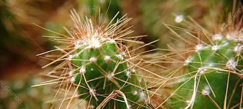 The bokeh photo of a small cactus flower