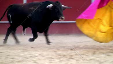 Fighting bull picture from spain. black bull
