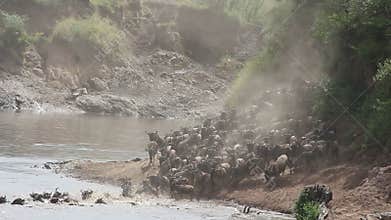 Wildebeest migration