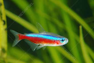 Cardinal tetra fish