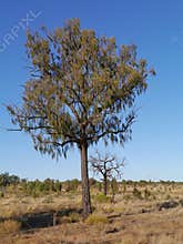 Desert oak in the outback of Australia