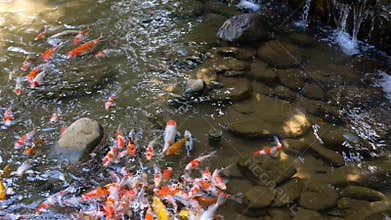 Vibrant Koi Fish Swimming in Serene Pond and camera panning to mini waterfall