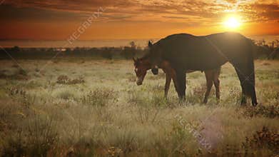 Red color Mare with young Foal graze grass in the evening sun rays