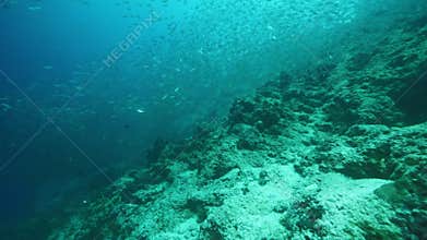 Small sardines swim above rocky ocean floor at Philippines
