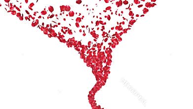 Rose petals Tornado, zoom in, against white, stock footage