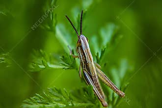 Grasshopper macro photo on green foliage