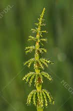 Green horsetail plant covered with morning dew drops