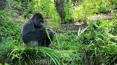 Silverback Gorilla Eating Leaves