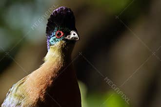 Purple-crested turaco (Gallirex porphyreolophus) , portrait with colorful background.