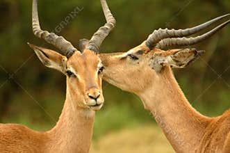 Animal interaction
