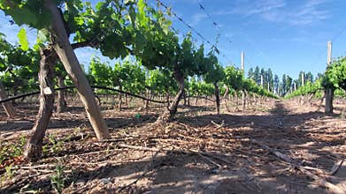 Mendoza, Argentina wine capital, winery fields and grapevines that produce