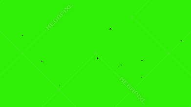 Pigeons flying against green screen, stock footage