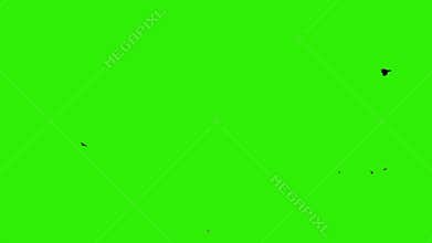 Pigeons flying against green screen, chroma key, stock footage