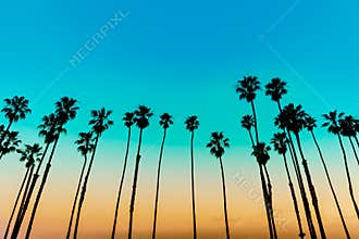 California sunset Palm tree rows in Santa Barbara