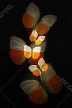 Abstract of butterflies with zoom