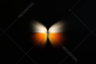 Abstract of a butterfly with zoom