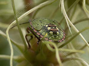 Colorful Shield Bug Hiding Among Plant Tendrils – Macro Shot