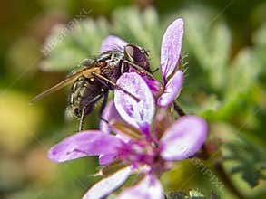 Close-up macro photo of a fly on a flower - natural pollination in action