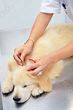 Golden retriever at vets