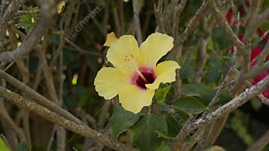 Chinese hibiscus yellow flower close up.