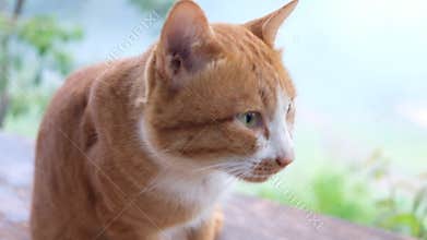 Person Gently Petting an Orange and white Tabby Cat Outdoors at balcony