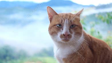 Orange and white Tabby Cat turn face with Scenic Mountain Background