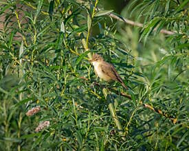 common reed warbler perched on the willow twig by river bank on sunny summer day
